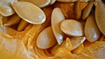 pumpkin seeds closeup