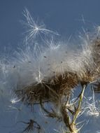 thistle fuzz