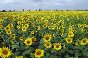 sunflower field beneath clouds, india, karnataka