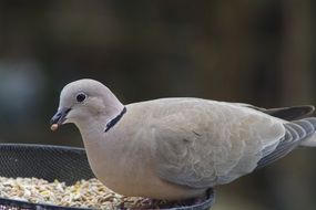 beige dove eating grains