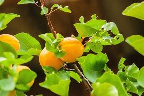 apricot two fruit orange