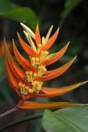 unusual brazilian flower close up