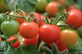 solanum lycopersicum is one of the species of nightshade