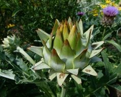 green growing artichoke