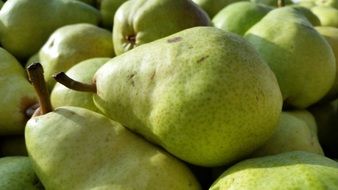 green bartlett pear