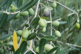 olives on an tree close-up on blurred background