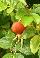 fresh rose hip