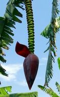 banana like a flower in india