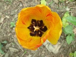 yellow tulip in the natural environment