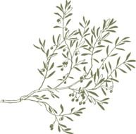 Beautiful drawing with the olive branch clipart