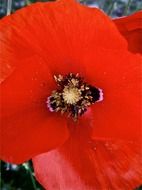 poppy flower stamens
