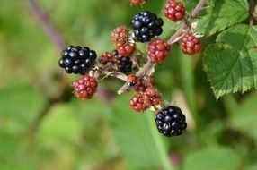 ladybug on blackberry branch