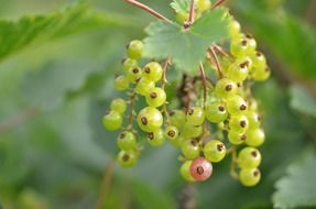 red currant green berries