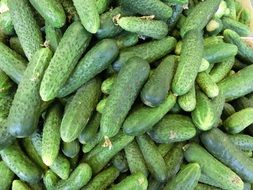 gathered in the greenhouse cucumbers