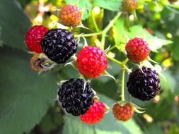 fresh raspberries on a branch