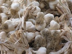 pile of garlic in the bag