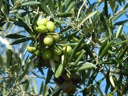 mediterranean green olives