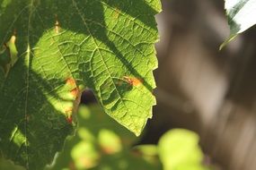 grape leaf