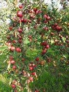 red apples on tree in orchard