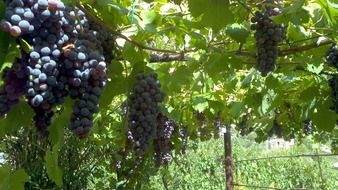 hanging blue grapes