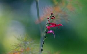 wildflower on a blurred background