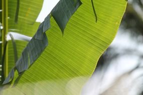 banana leaves trees