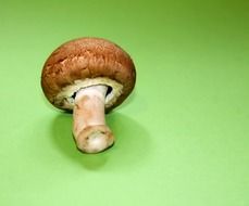 healthy brown champignion mushroom