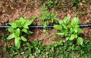 Basil in the garden and watering hose