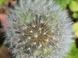 furry dandelion seed head