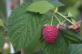 ripe and unripe raspberries on plant