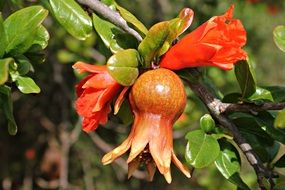 pomegranate flower on a bush