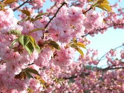 lush flowering of Japanese cherry