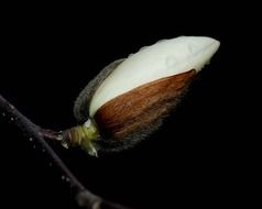 blooming magnolia bud on a branch on black background