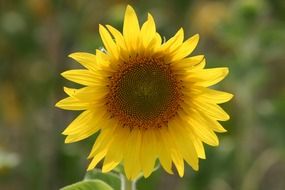 big flower of yellow sunflower