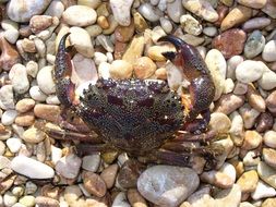 wart crab on pebbles