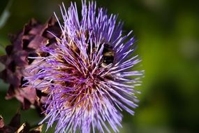 purple artichoke blossom