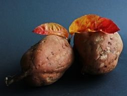 sweet potato with yellow leaves