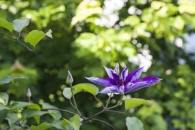 purple flower on the green branch