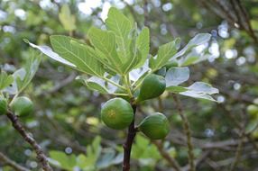 fig fruit, south provence