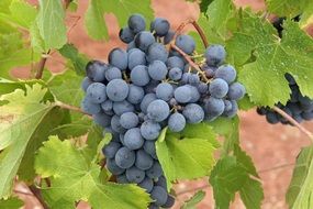 blue grapes on the vine with green leaves