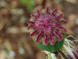 Poppy klatschmohn flower