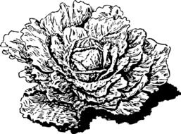 painted cabbage