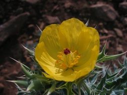 yellow bloom of the flower close-up