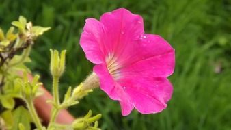 delicate pink wild flower close-up