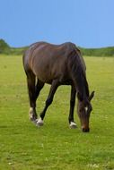 dark horse on a green meadow