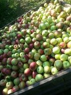 healthy apples red and green