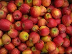 delicious red apples