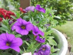 purple garden flowers in a pot