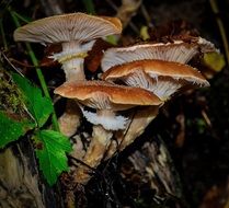 mushrooms in the dark