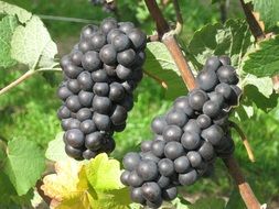 Sweet black grapes in garden